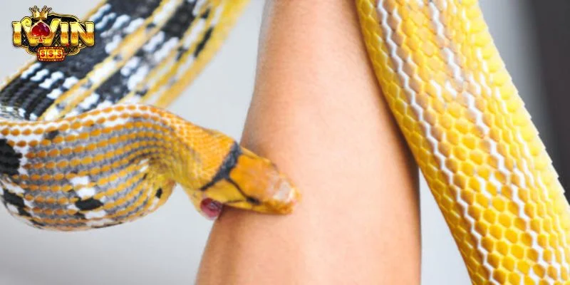 Nằm mơ bị rắn cắn là điềm gì là câu hỏi khá phổ biến. 